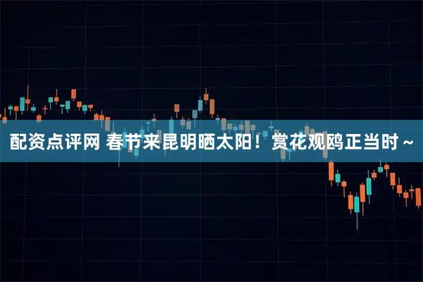 配资点评网 春节来昆明晒太阳！赏花观鸥正当时～